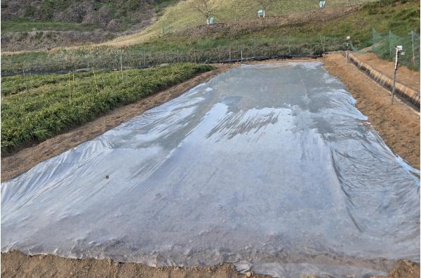 충남도 맥문동 연작장해 기술개발 본격화