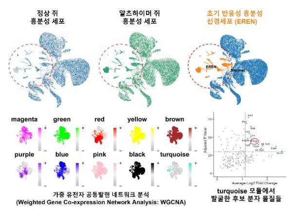 과기정통부, 알츠하이머 악순환 끊을 핵심 스위치 찾았다 기사 이미지